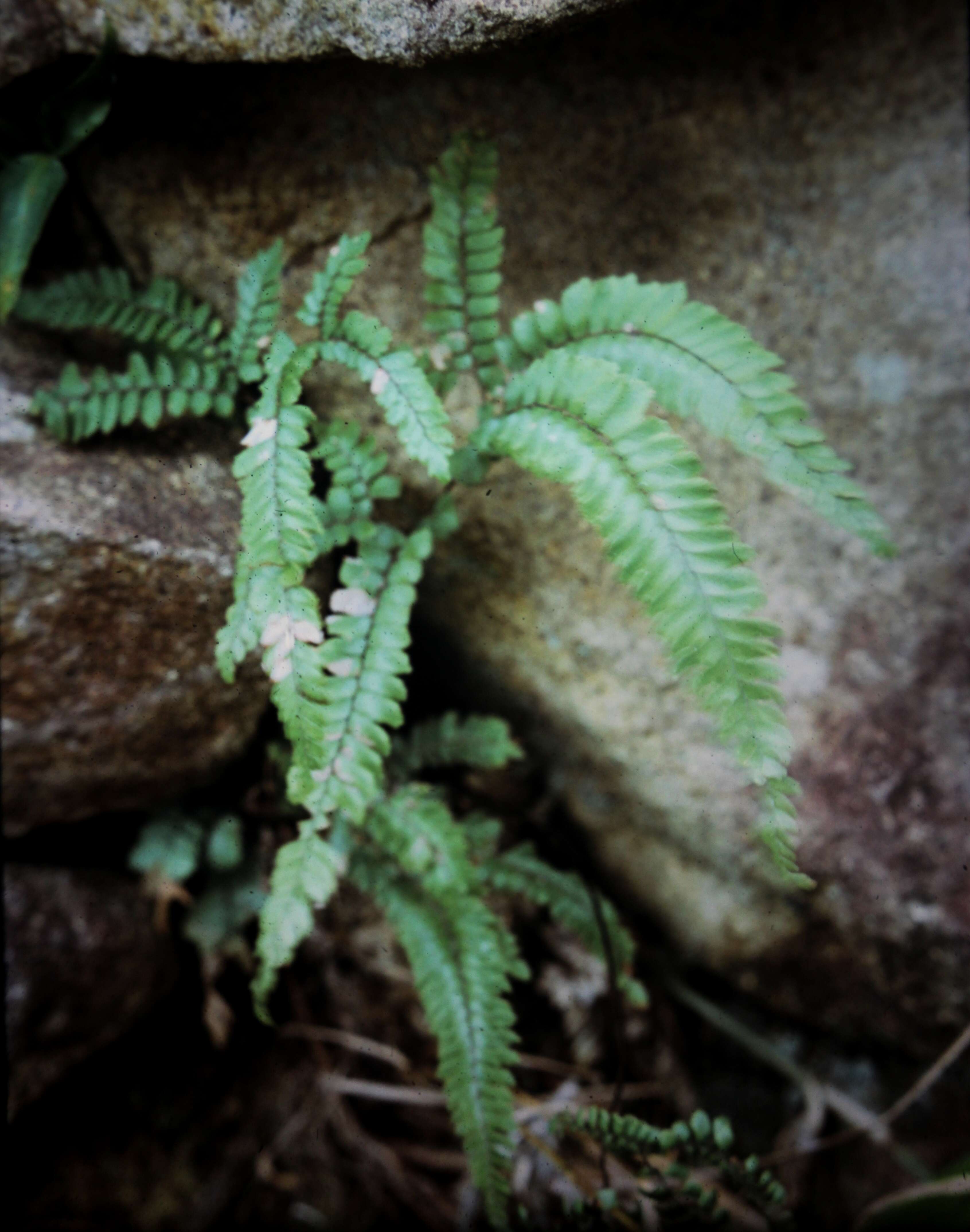 Image of rough maidenhair