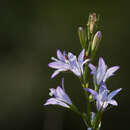 Image of rampion bellflower