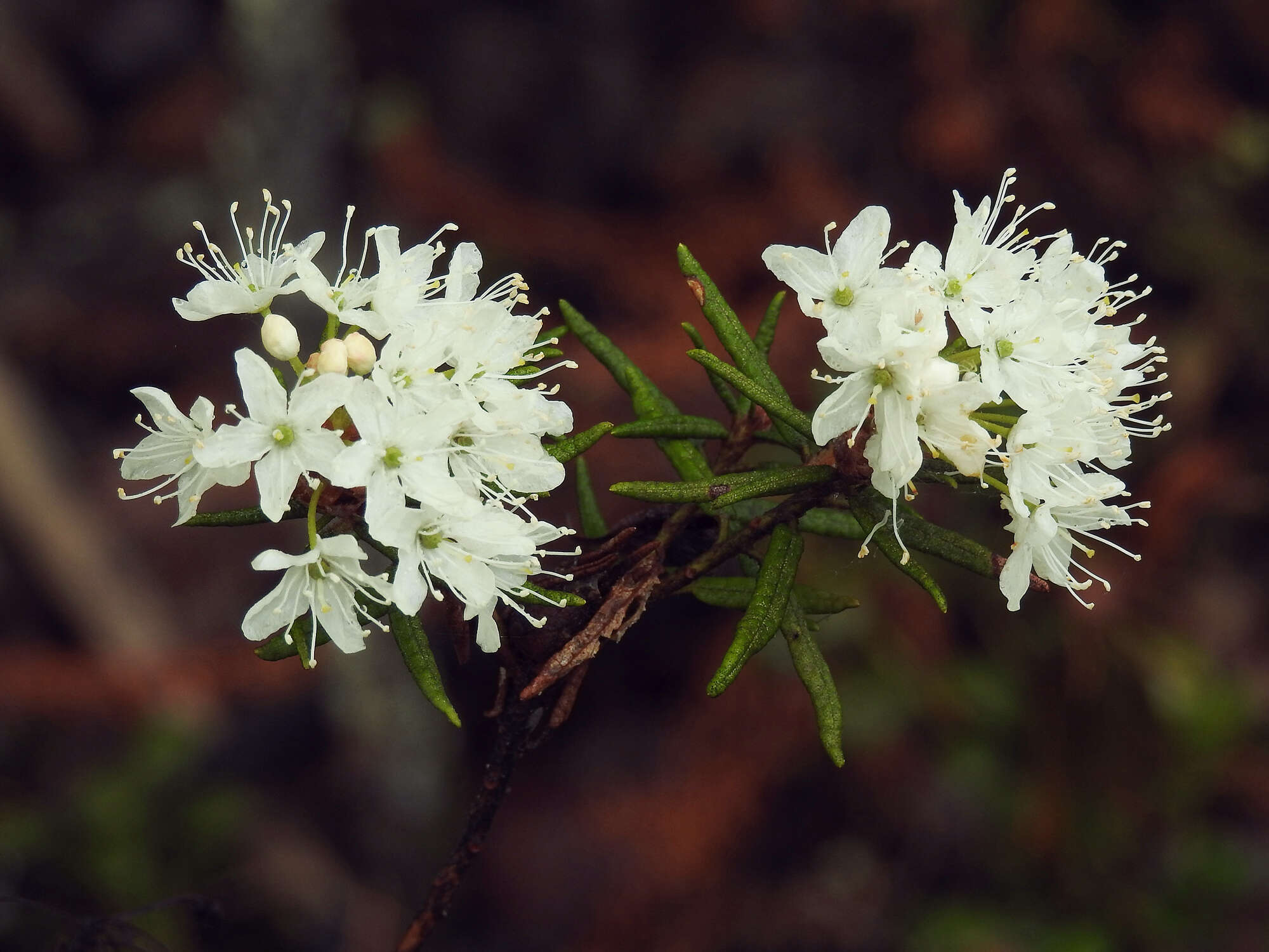 Imagem de Rhododendron tomentosum (Stokes) Harmaja