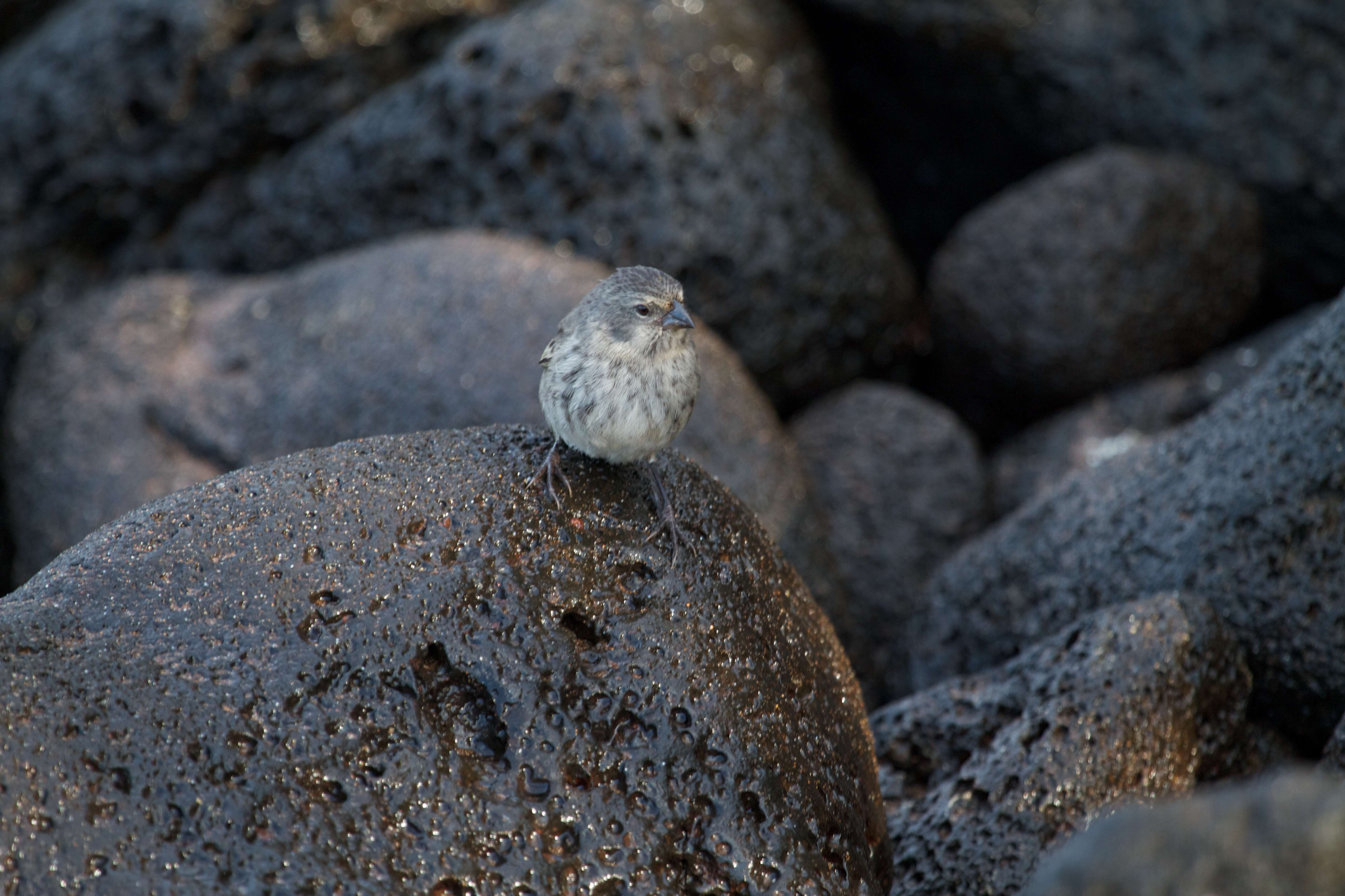 Image of Geospiza Gould 1837