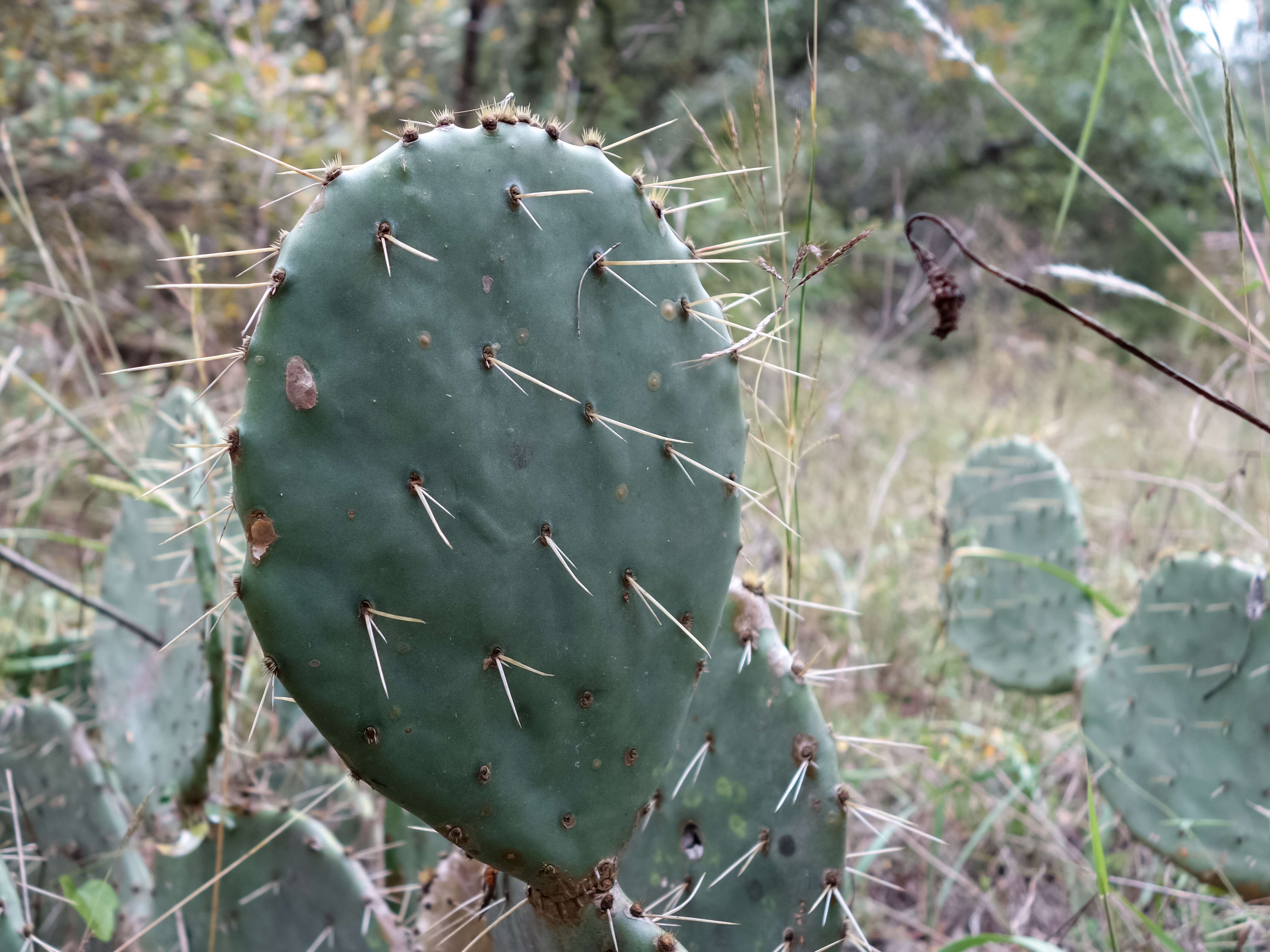 Image of Cactus-apple