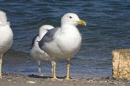 Image of Caspian Gull