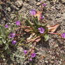 Image de Lewisia stebbinsii Gankin & Hildreth