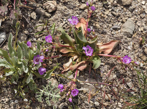 Image of Stebbins' lewisia