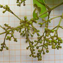 Sivun Niedenzuella acutifolia (Cav.) W. R. Anderson kuva