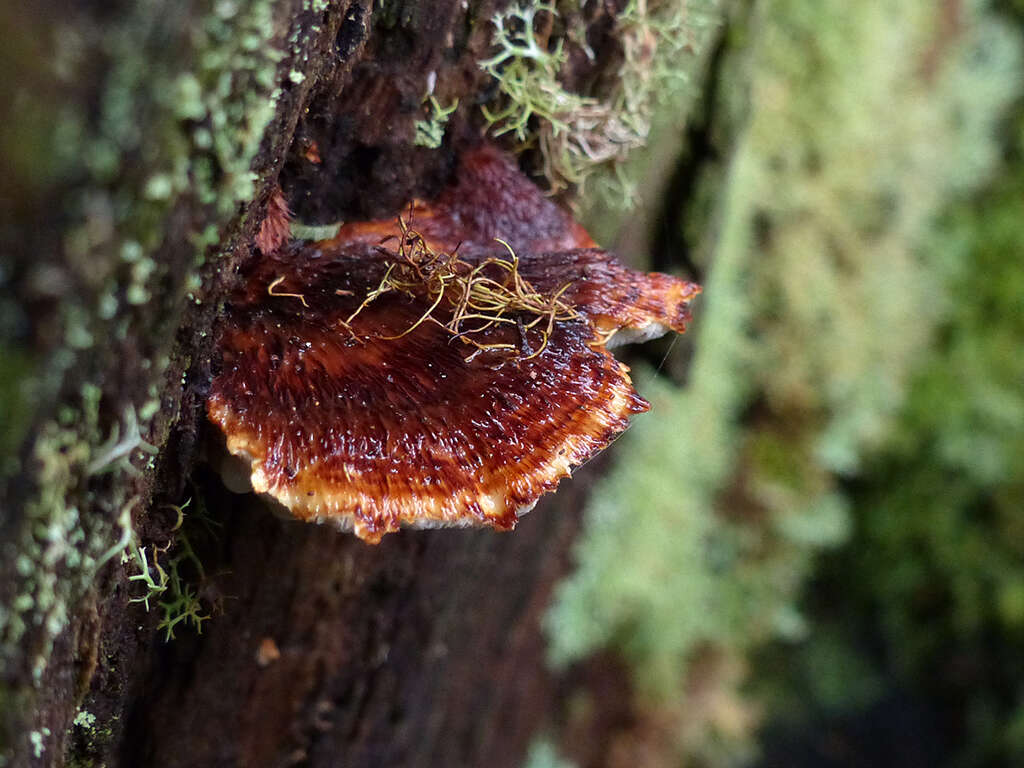 Image of Postia pelliculosa (Berk.) Rajchenb. 1988