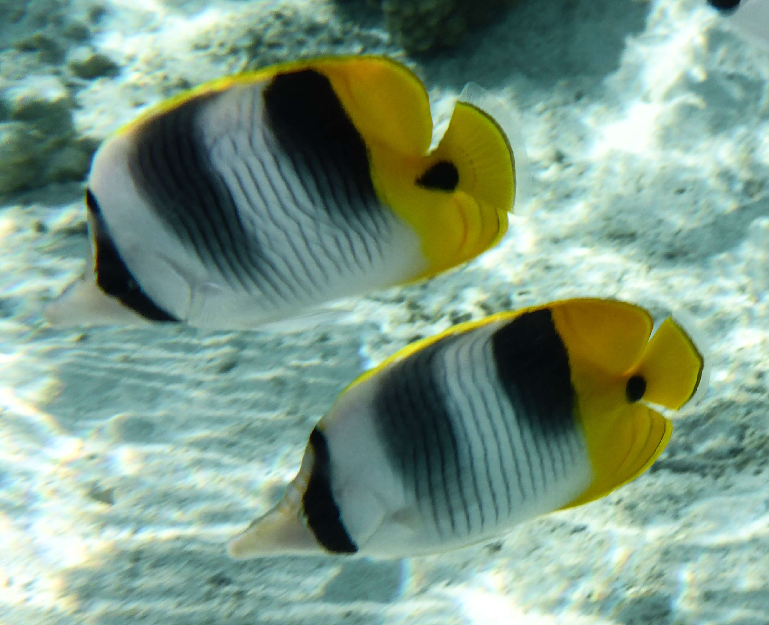 Image of Pacific Double-saddle Butterflyfish