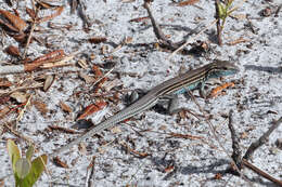 Image of Six-lined Racerunner