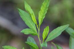 Image of Jerusalem Cherry