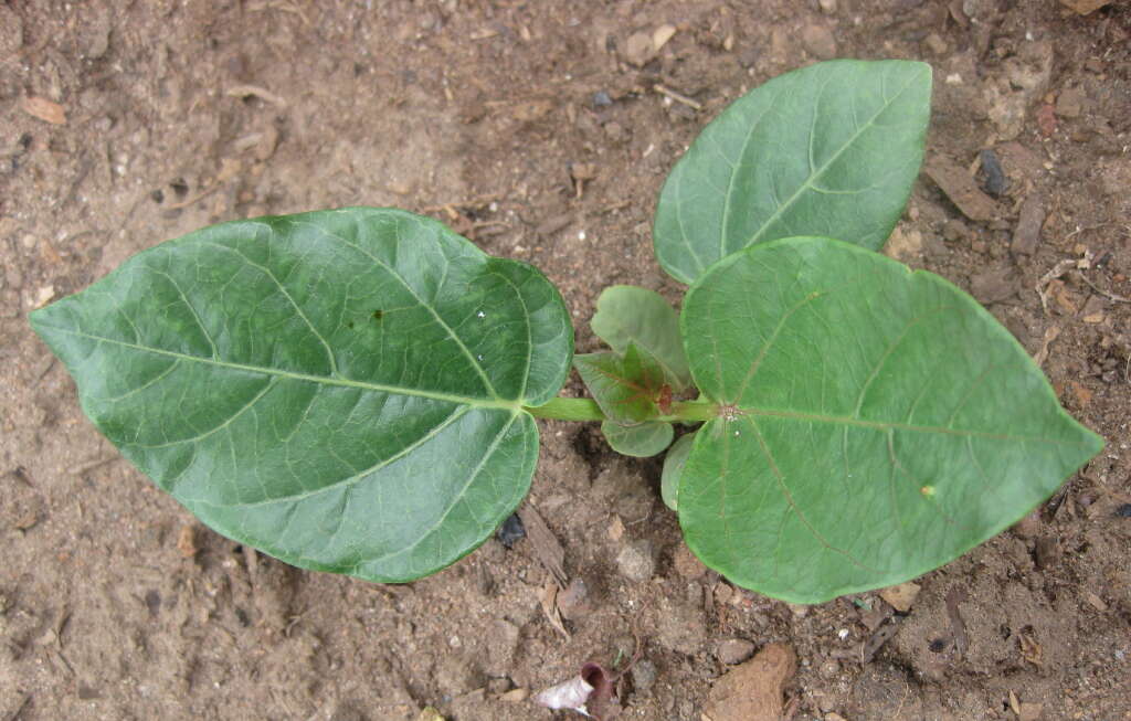 Sivun Jatropha scaposa Radcl.-Sm. kuva