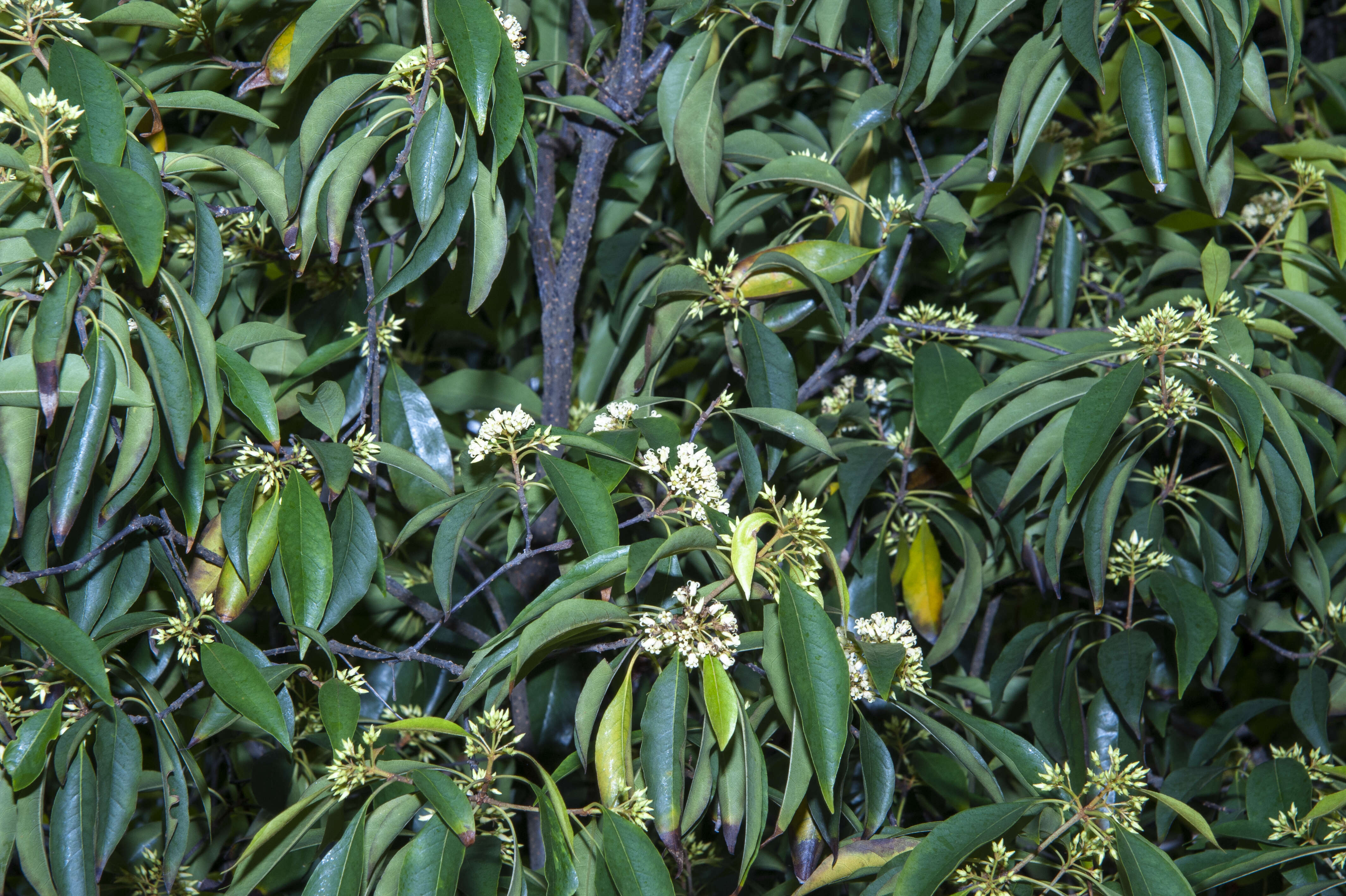 Image of Rusty Pittosporum