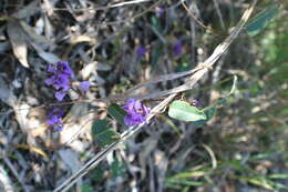 Image of Hardenbergia