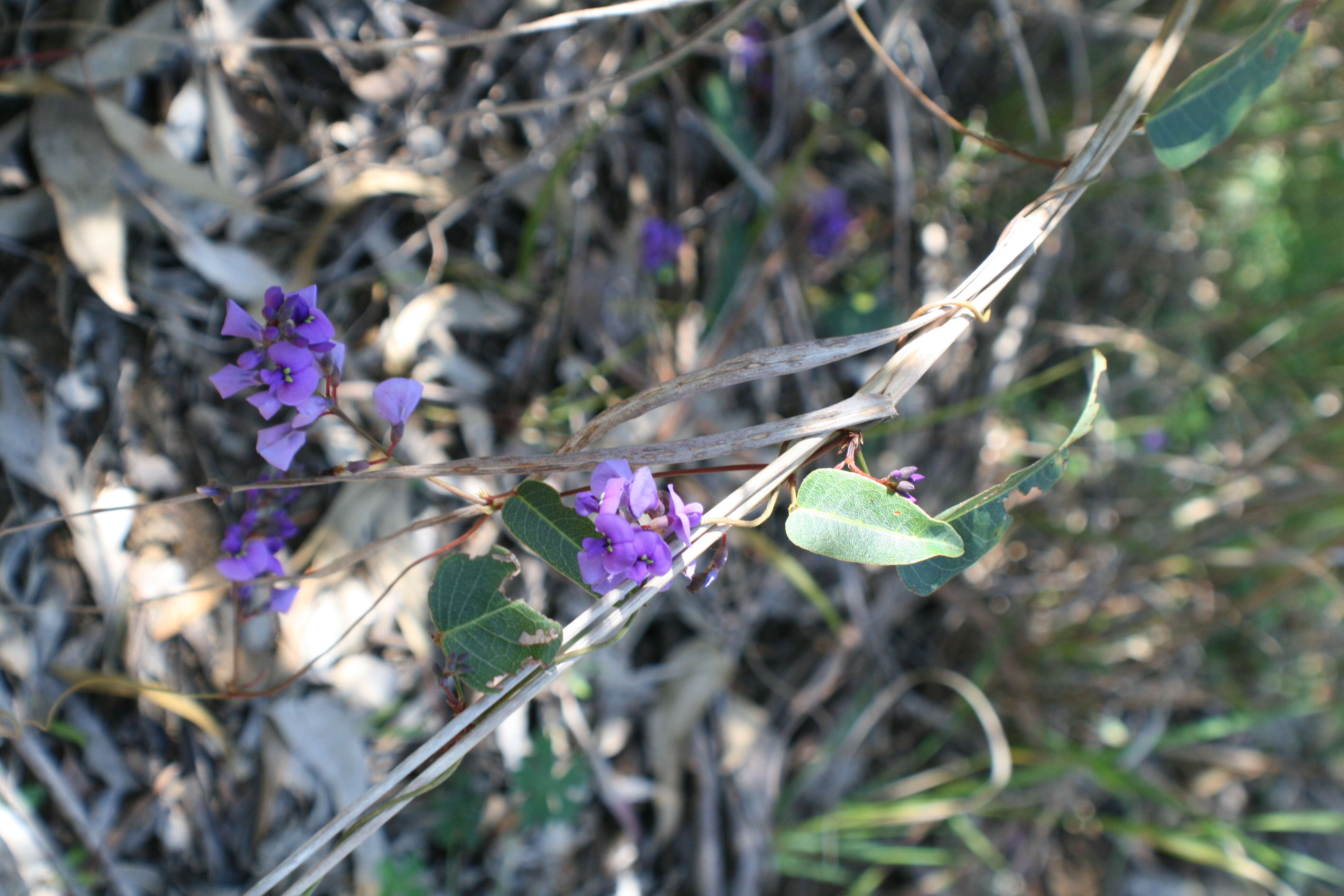 Image of coral-pea