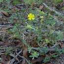 Image of Hibbertia obtusifolia DC.