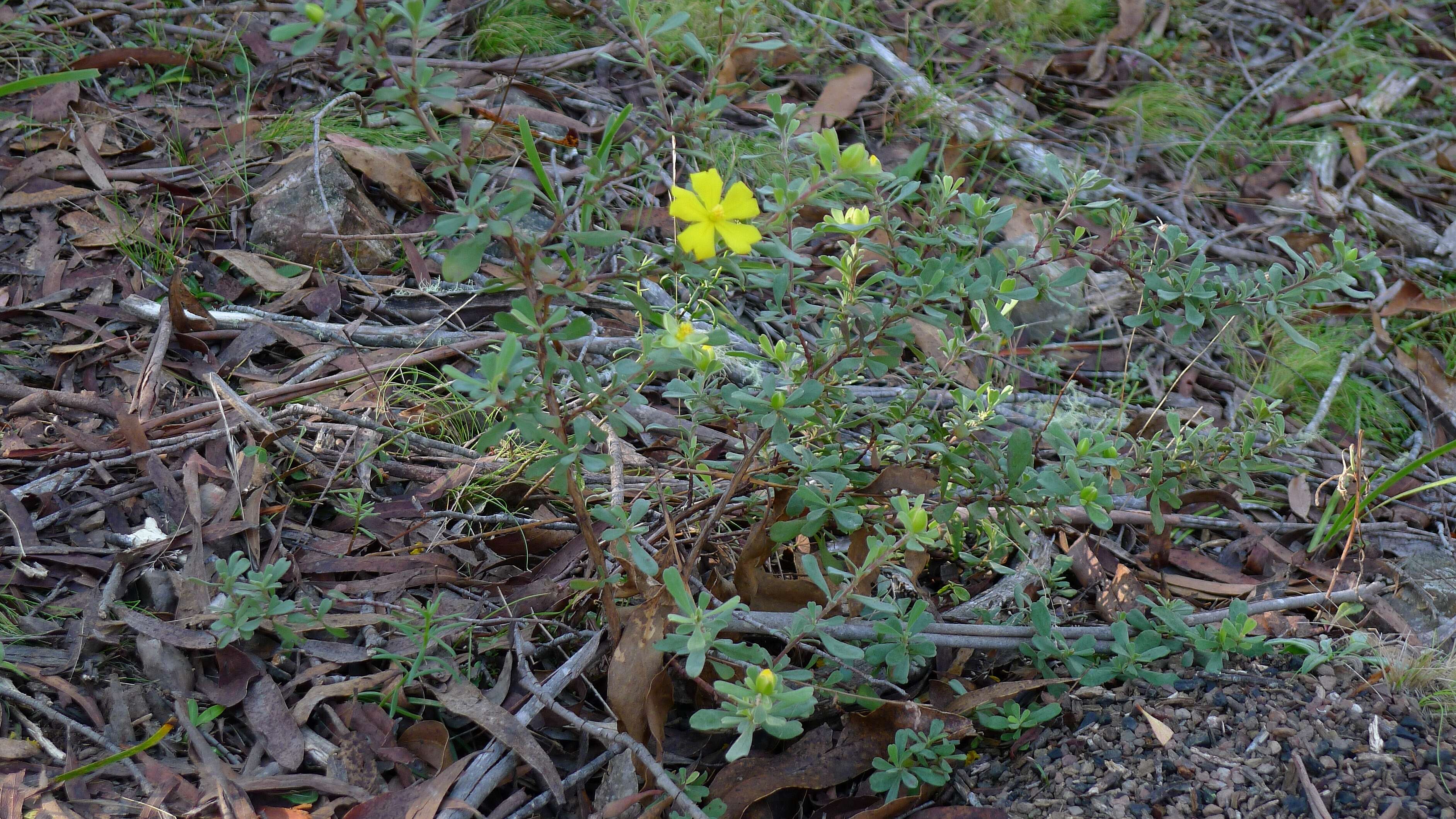 Image of Hibbertia obtusifolia DC.