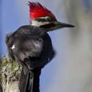 Image of Hylatomus pileatus (Linnaeus 1758)