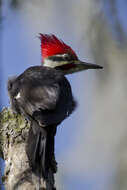 Image of Hylatomus pileatus (Linnaeus 1758)