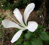 Image de Hibiscus arnottianus A. Gray