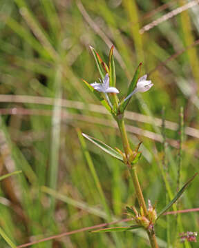 Image of Virginia buttonweed