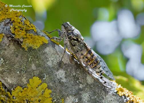 Image of Cicada orni Linnaeus 1758