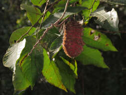 Image of Mucuna mutisiana (Kunth) DC.