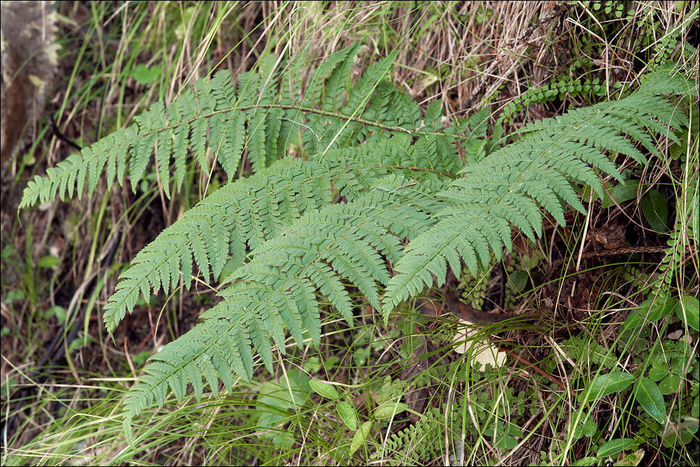Слика од Polystichum aculeatum (L.) Roth