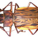 Image of Macrodontia cercicornis