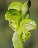 Image of Pterostylis ziegeleri D. L. Jones