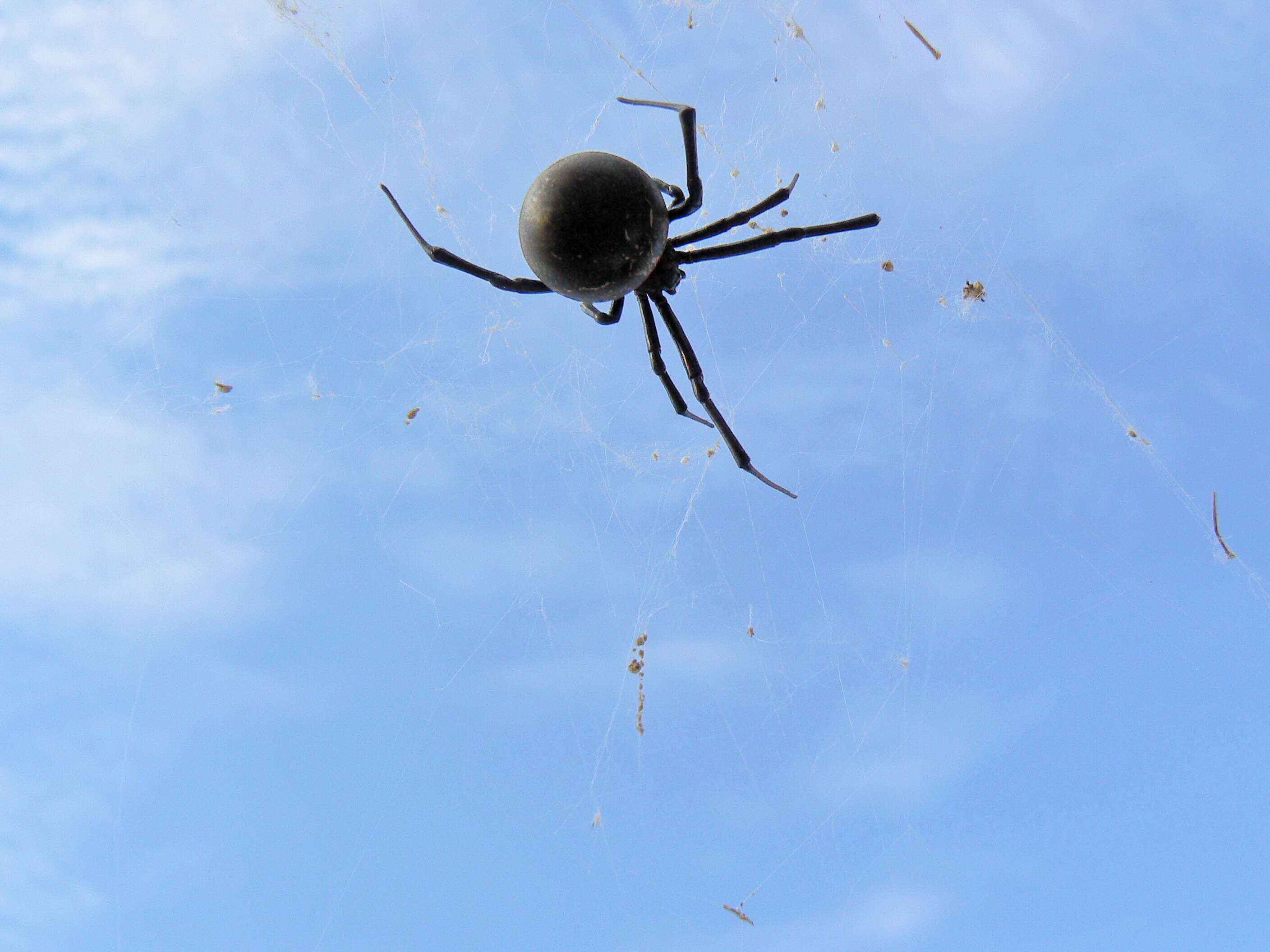 Image of Latrodectus lilianae Melic 2000