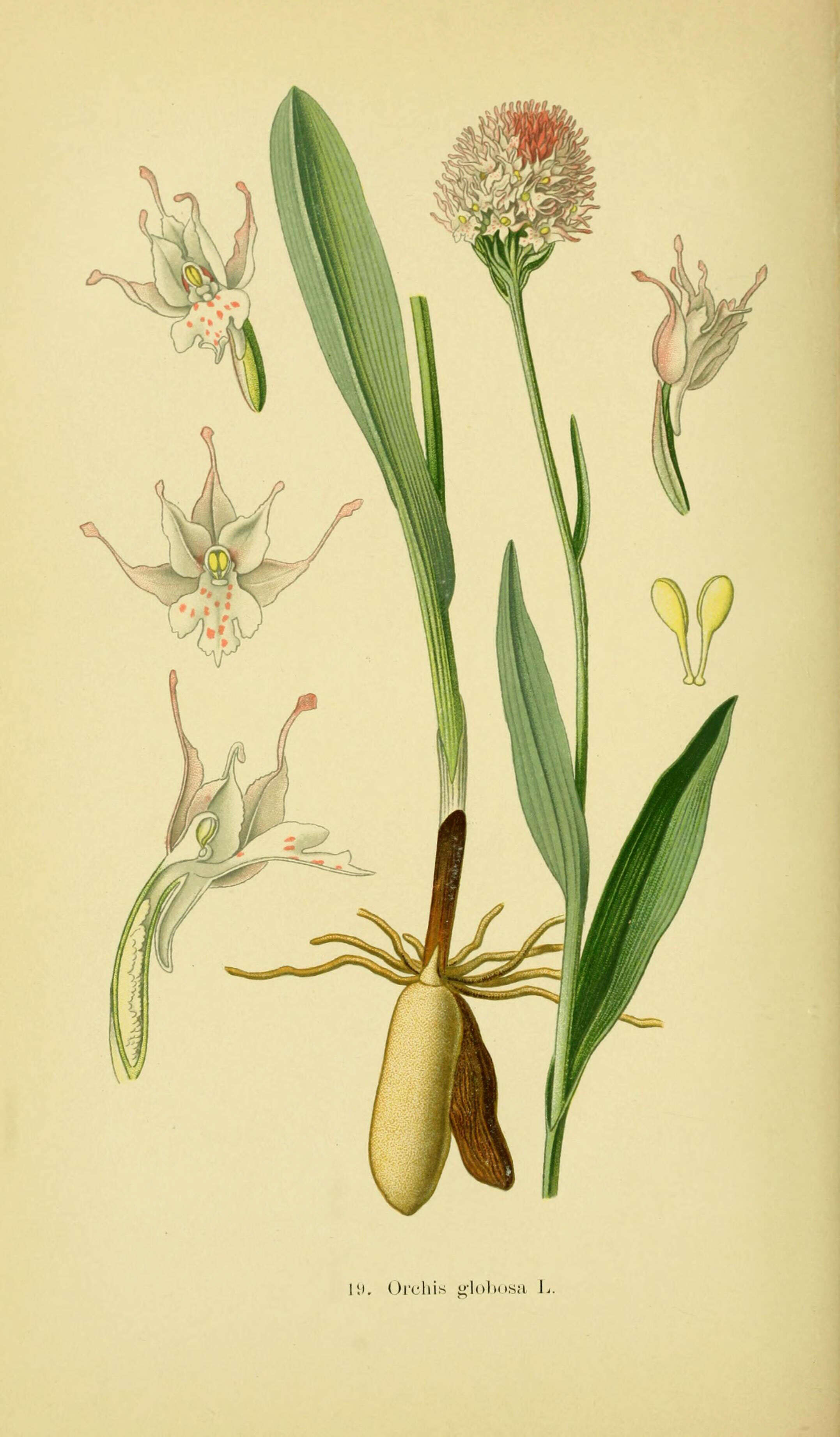 Image of Traunsteinera