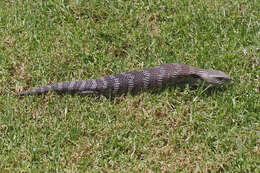 Image of Blue-tongued Skinks