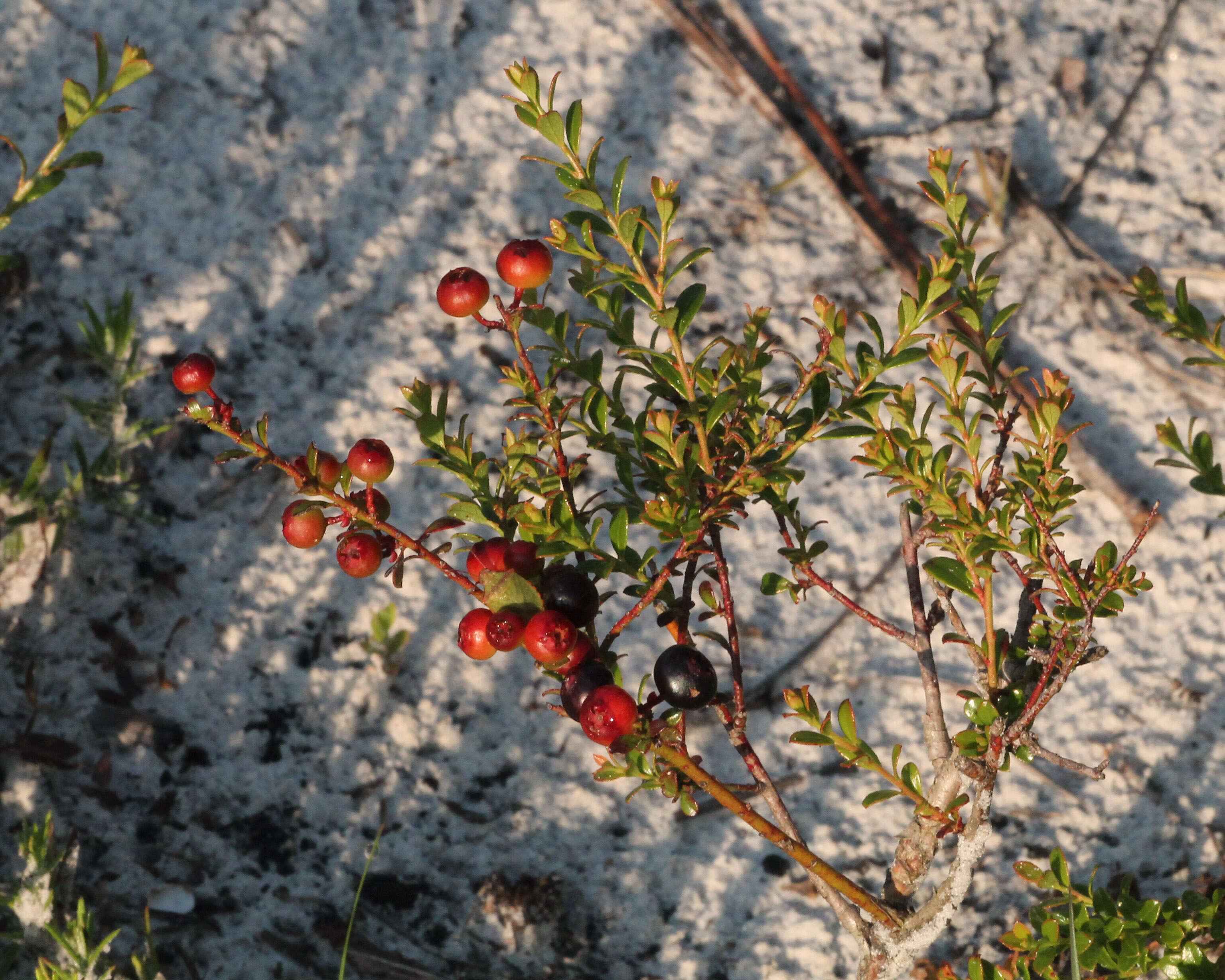 Image of blueberry