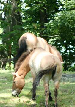 Image of Equus subgen. Equus Linnaeus 1758