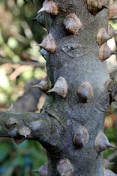 Image of Zanthoxylum rhoifolium Lam.