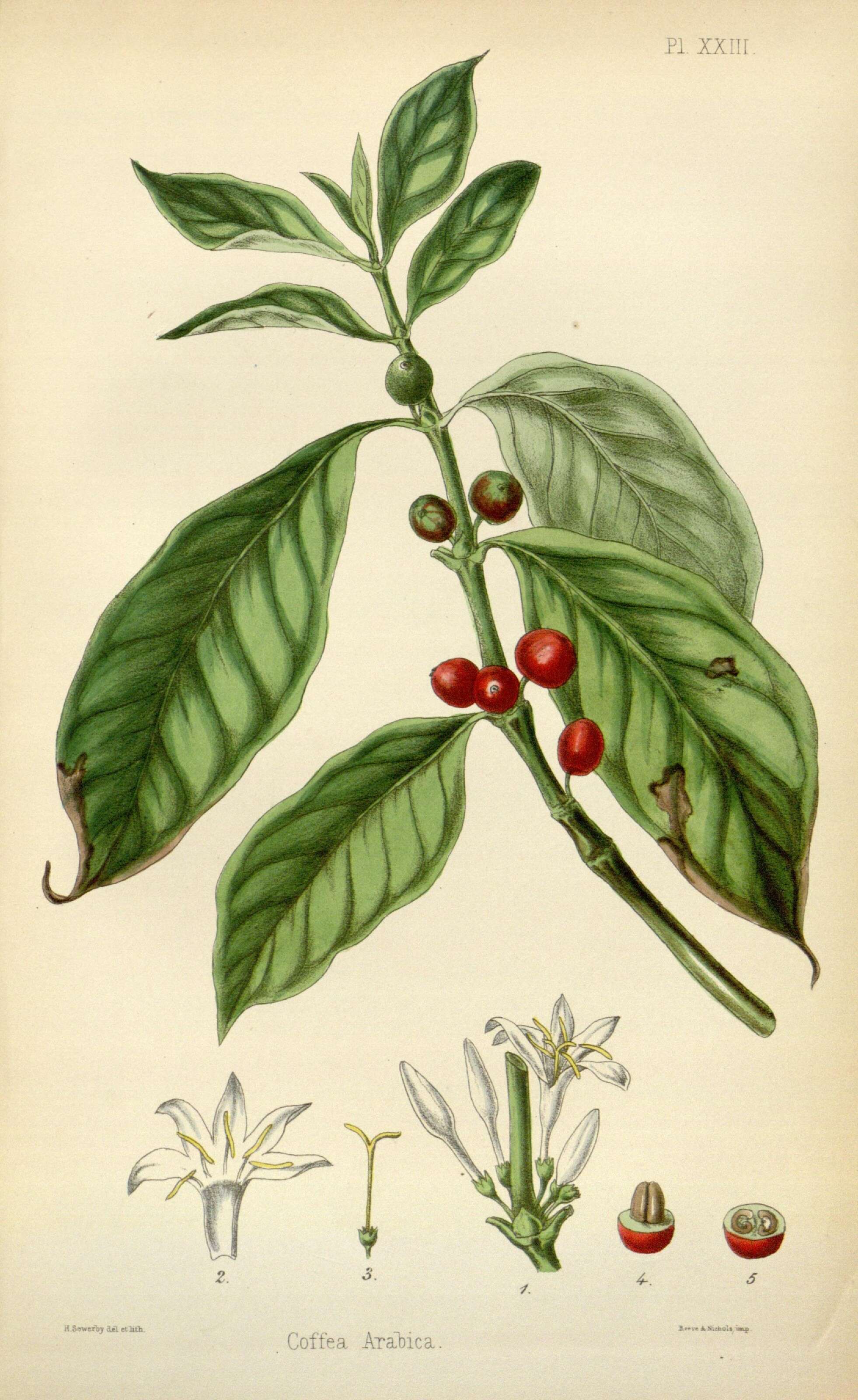 Coffea resmi