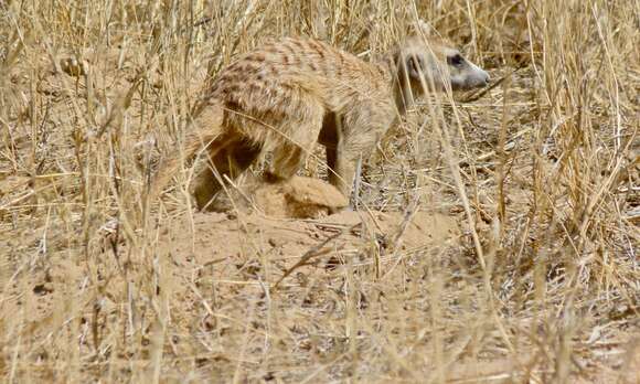 Image of Suricata Desmarest 1804