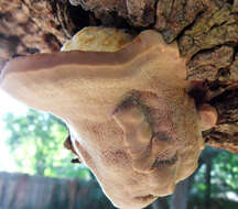 Image of Ganoderma