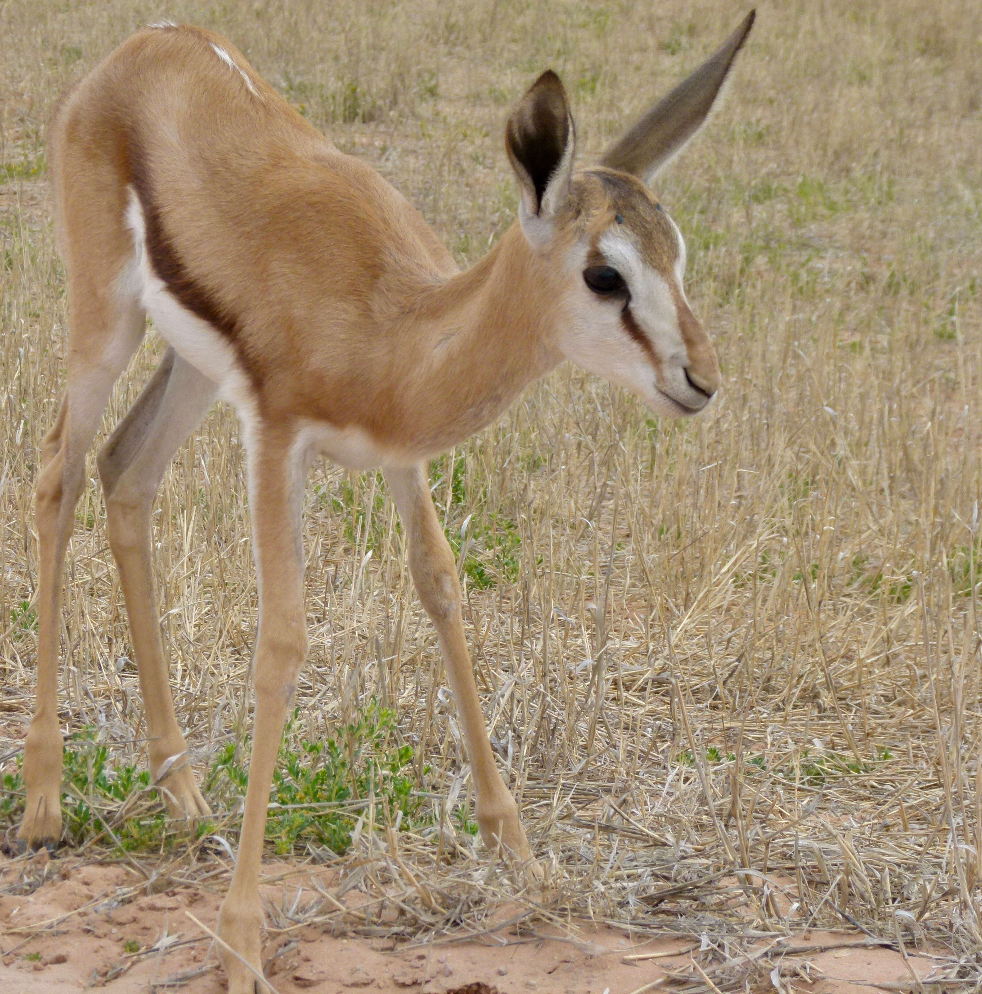 Image of Springbok