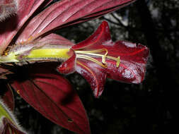 Imagem de Columnea raymondii C. V. Morton