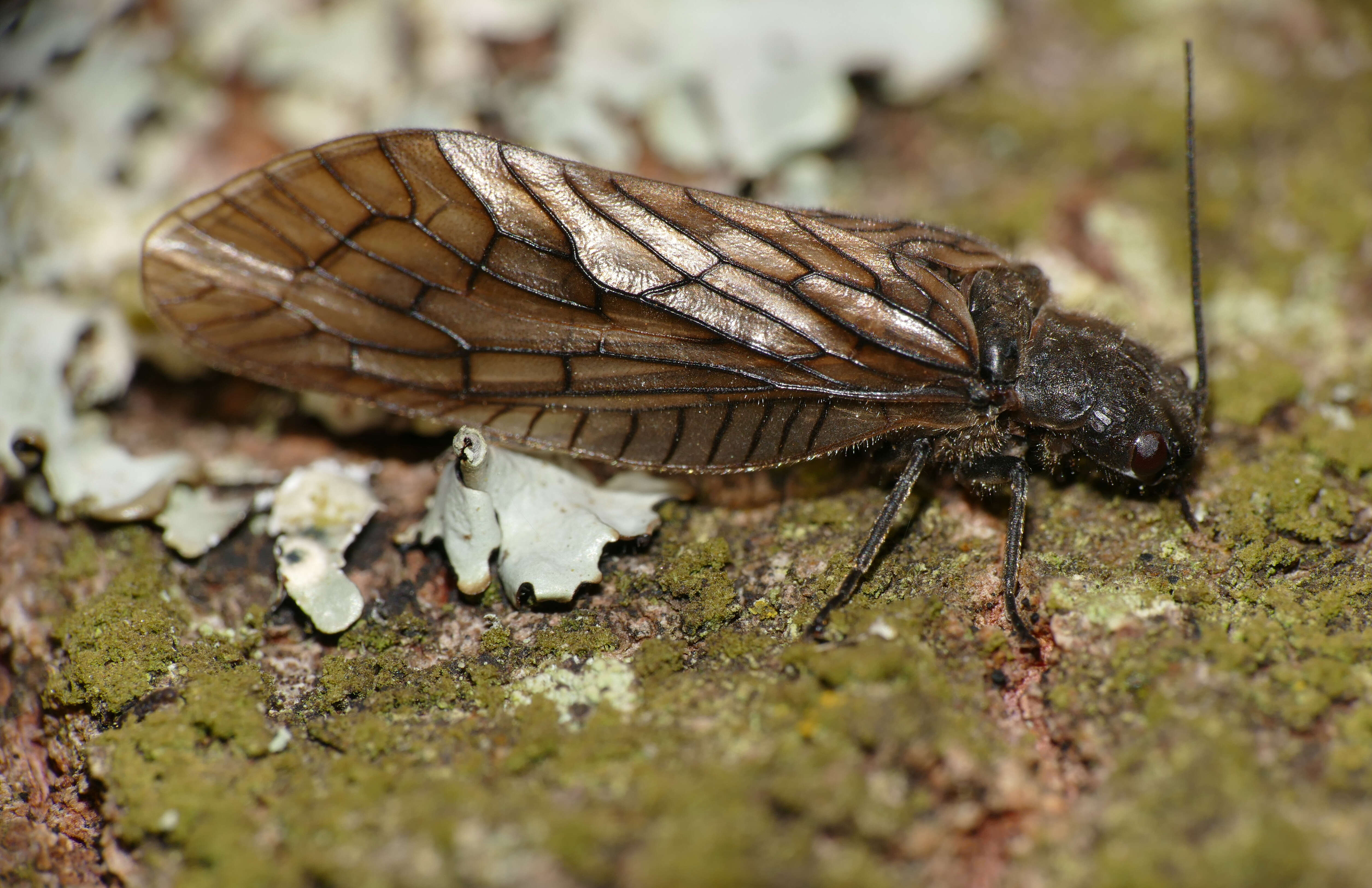 Image of alderflies