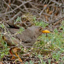 Image of Karoo Thrush