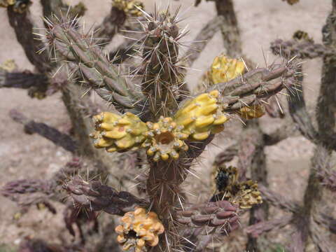 Image of Whipple cholla