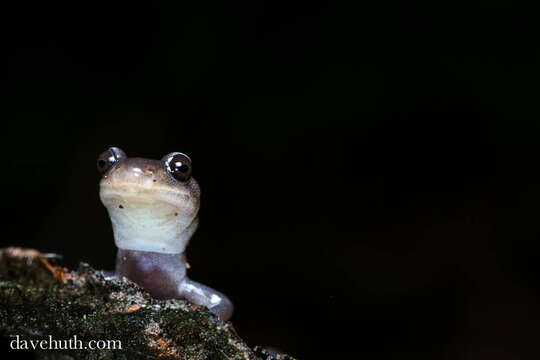 Image de Plethodon montanus Highton & Peabody 2000