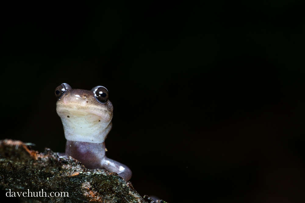 Image of Woodland salamander