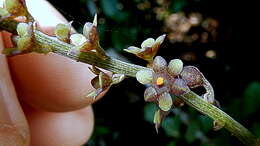 Image of Dioscorea piperifolia Humb. & Bonpl. ex Willd.