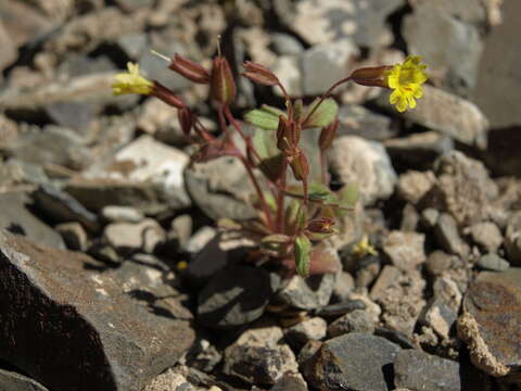 Image of Erythranthe calcicola N. S. Fraga & D. A. York