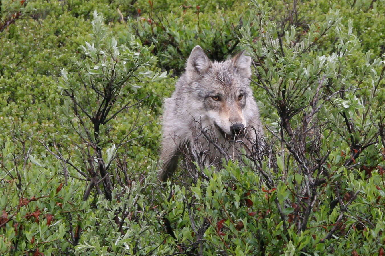 Image of coyote