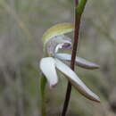 Caladenia moschata (D. L. Jones) G. N. Backh.的圖片