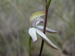 Image of Musky caps