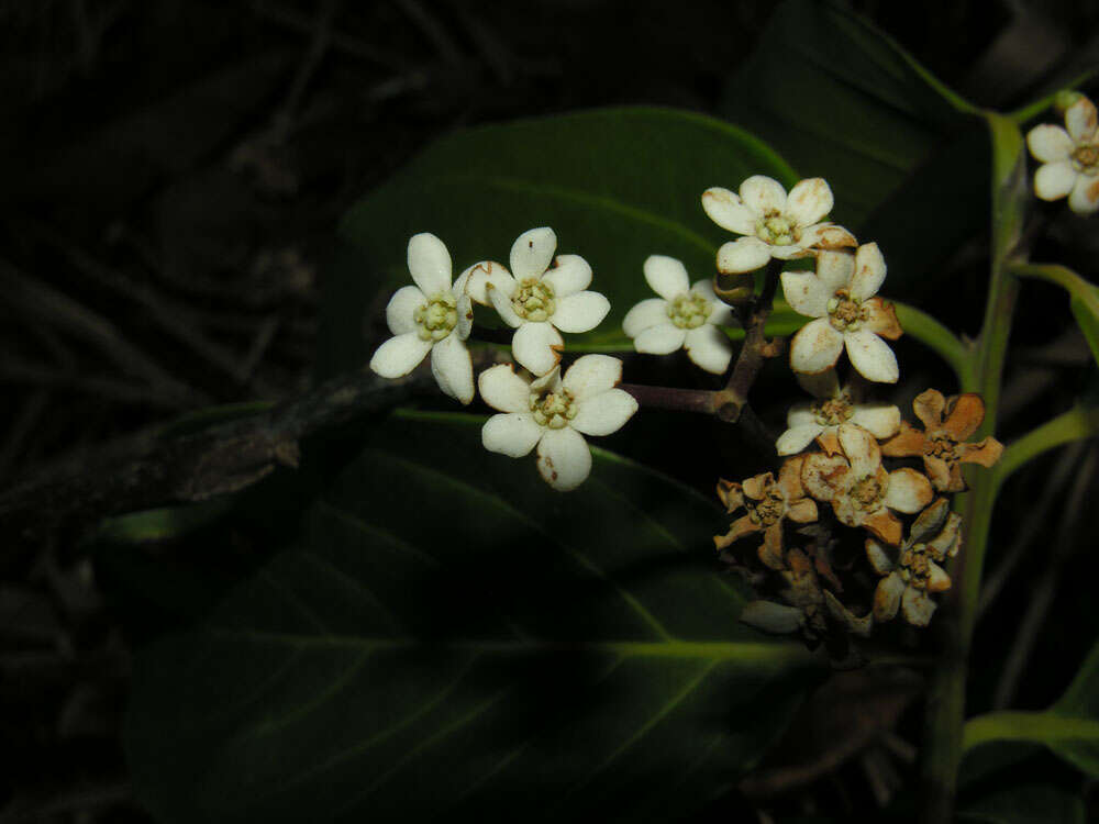 Image de Nectandra membranacea (Sw.) Griseb.